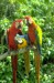 parrot-hotlinks.jpg