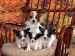 normal_Papillon-Mom-and-Puppies.jpg
